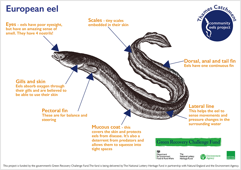 European Eel European Eel Anatomy