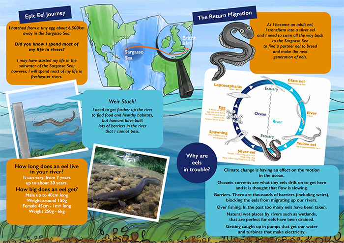 Thames Rivers Trust – Amazing eels tale