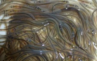 Glass eels