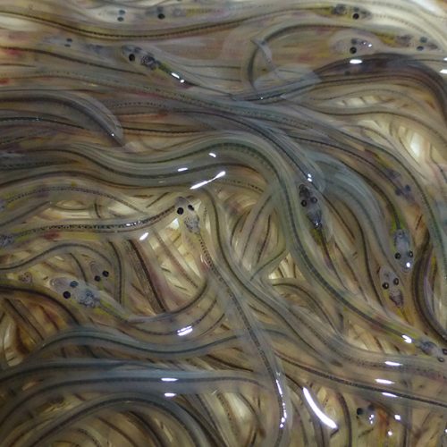 Glass eels
