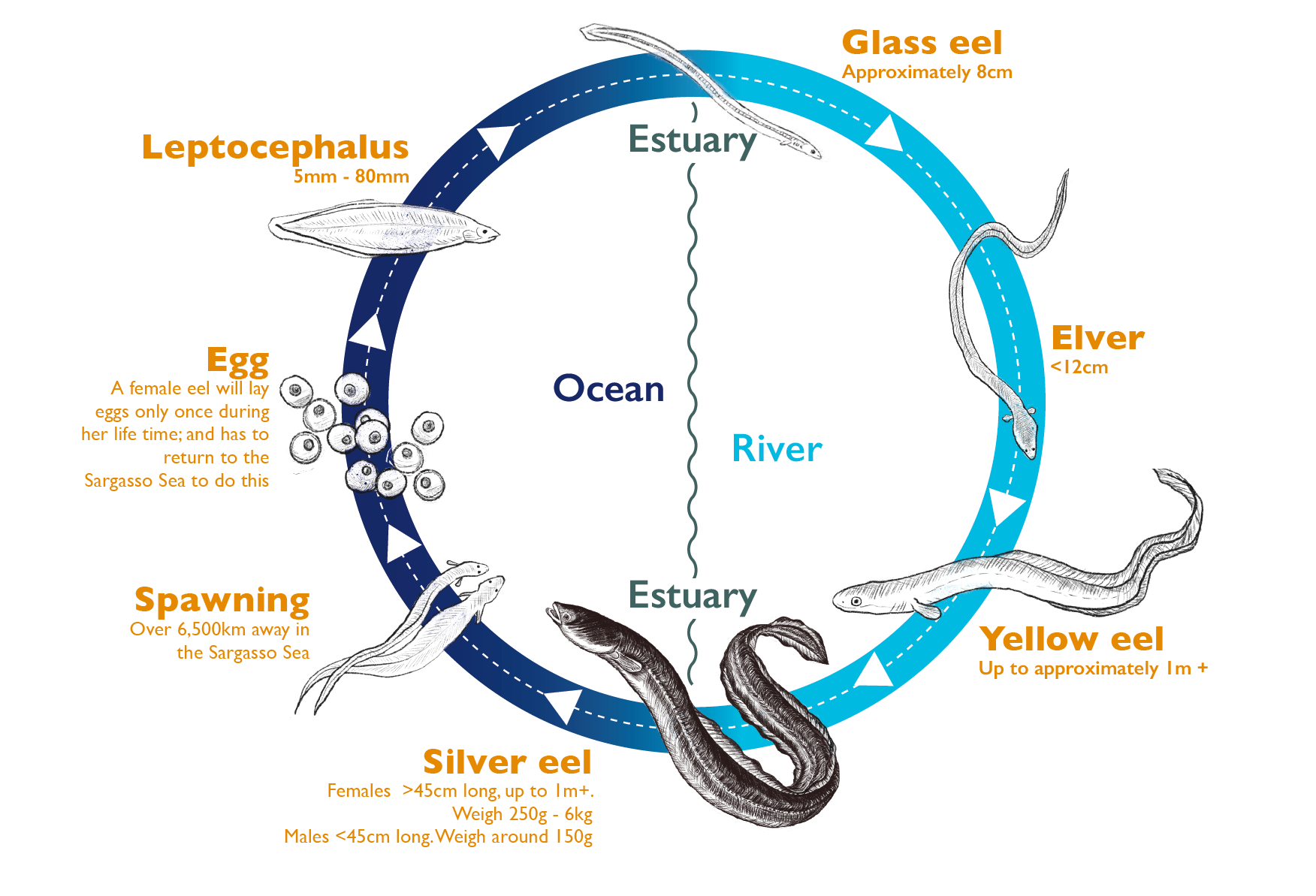 The Life Cycle of an European Eel