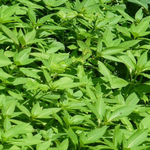 Himalayan Balsam