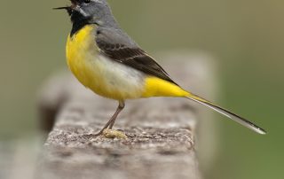 Grey Wagtail