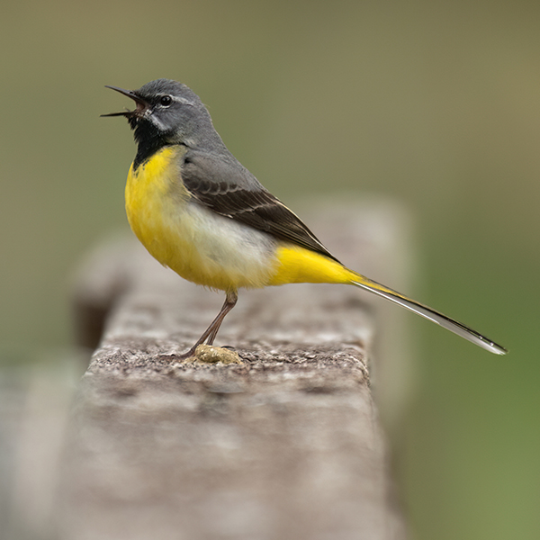 Grey Wagtail