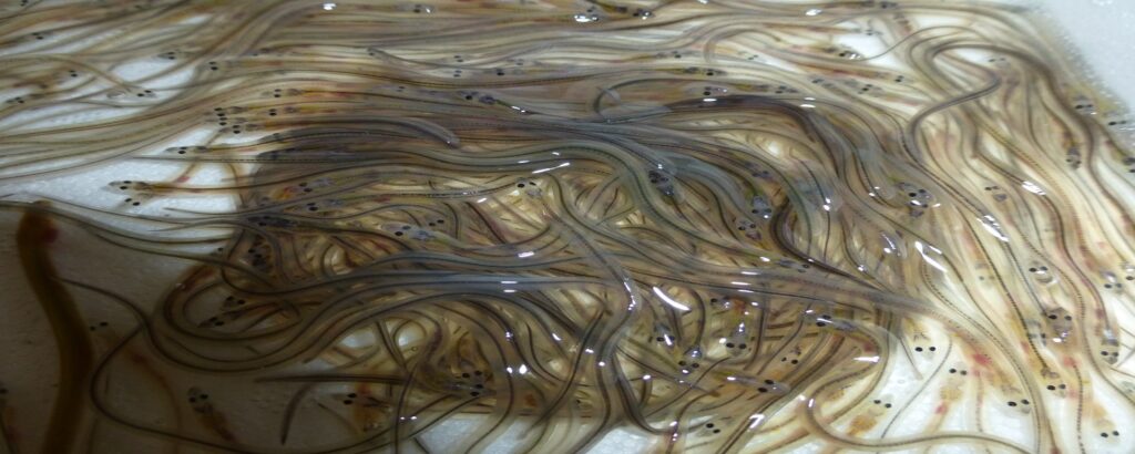 Glass eel banner