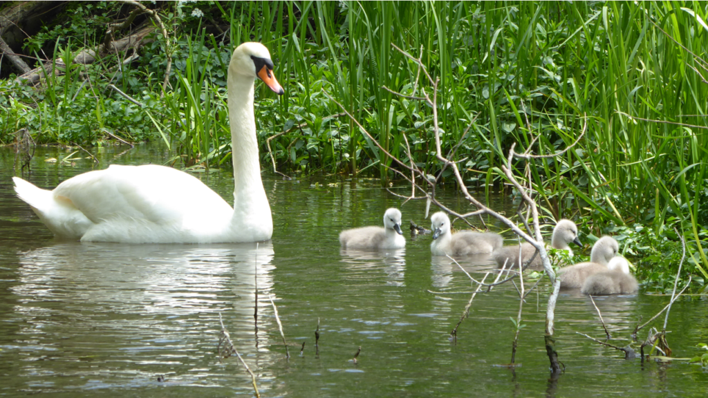 Mute Swans